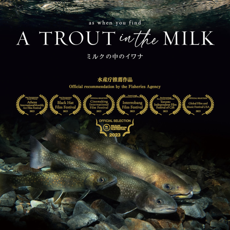 A TROUT IN THE MILK
