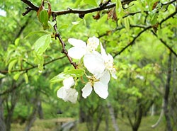 Toringo crab apple