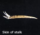 Togatta-kebari Skin of stalk
