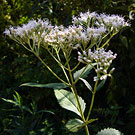 White Patrinia