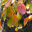 Autumn Persimmon leaves