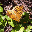 Indian Fritillary