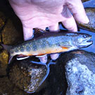 Brook Trout