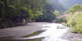 Stream of early Autumn