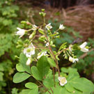 Autumn flower