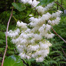 Oba-asagara (Epaulette tree)