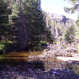 A Stream in Rocky Mountain National Park 2
