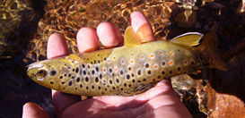 Brown Trout