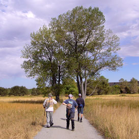 Lane to the Stream