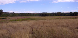 Marshy Meadow