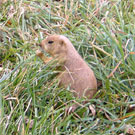 Prairie Dog