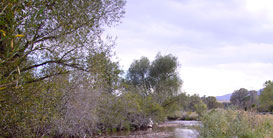 South Boulder Creek and Angler