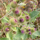 Wild Plant 2