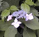 Hydrangea