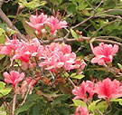 Azalea in May