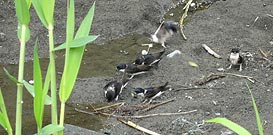 Asian House Martin