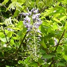 Wisteria