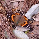 Indian Red Admiral