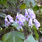 Flowers of aconite