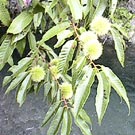 Chestnut tree