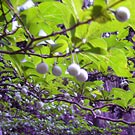Fruits of Japanese snowbell