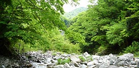 The stream in fresh green