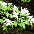 White flower