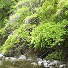 Wisteria that cover the stream