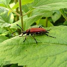 A Longicorn beetle