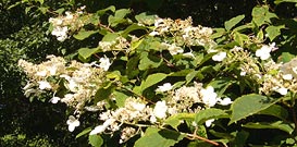 Hydrangea