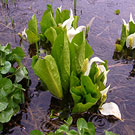 Skunk cabbage