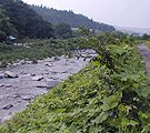 Down stream of Shirakawa Riv.