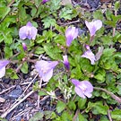 Japanese mazus