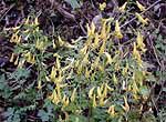 Yellow flowers