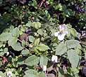 Strawberry's flowers