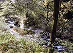 Upper stream of Nakatsugawa riv.