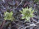 butterbur