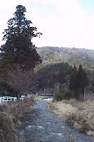 big tree of cedar