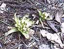 bud of butterbur