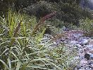 pampas grass