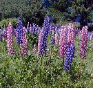 Lupins