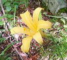 Yellow mountain lily