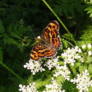 The Large Map Butterfly