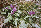 dogtooth violet