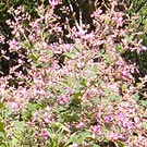 Bush clover