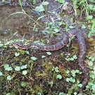 Mamushi pit viper