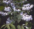 Deutzia