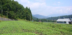 A farm in highland