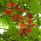 Takahashigawa -Horse Chestnut