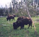 Bison